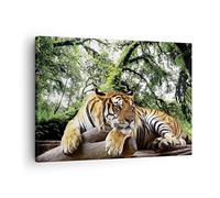 Quadro su Tela Tigre giungla riposo Stampe da Parete 70x50cm Quadri Moderni Soggiorno Camera da Letto Cucina 1 pezzo Piccoli Decorazione Murale Wall Art Canvas Grafica Immagini AA70x50-4166
