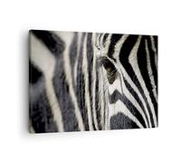 Quadro su Tela Zebra strisce fauna selvatica safari Stampe da Parete 70x50cm Quadri Moderni Soggiorno Camera da Letto 1 pezzo Piccoli Decorazione Murale Wall Art Canvas Grafica Immagini AA70x50-2195