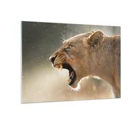 Quadro su Vetro 100x70cm Leone Leonessa Zanne Stampe Immagini Moderni Murale