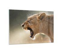 Quadro su Vetro 120x80cm Leone Leonessa Zanne Stampe Immagini Moderni Murale