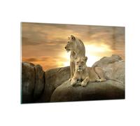 Quadro su Vetro 120x80cm Leoni tramonto rocce artigli Stampe Moderni Murale