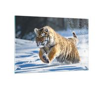 Quadro su Vetro 120x80cm tigre animale Stampe Immagini Quadri Moderni Murale