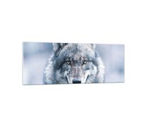 Quadro su Vetro 140x50cm Lupo predatore natura selvaggia Stampe Moderni Murale