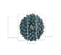 Quadro su Vetro 150x100cm Agave Regina Vittoria Stampe Immagini Moderni Murale