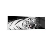 Quadro su Vetro 160x50cm Bianco tigre bianco e nero Stampe Moderni Murale