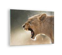 Quadro su Vetro 70x50cm Leone Leonessa Zanne Stampe Immagini Moderni Murale