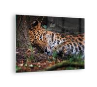 Quadro su Vetro 70x50cm Leopardo Ritratto Giaguaro Stampe Moderni Murale