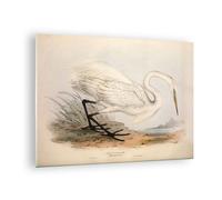 Quadro su Vetro 70x50cm Uccello bianco airone Stampe Immagini Moderni Murale