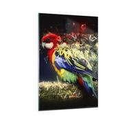 Quadro su Vetro 80x120cm pappagallo uccello piuma Stampe Immagini Moderni Murale