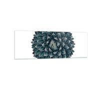 Quadro su Vetro 90x30cm Agave Regina Vittoria Stampe Immagini Moderni Murale