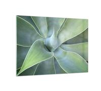 Quadro su Vetro Succulento Agave Botanica Stampe da Parete in Vetro 70x50cm Quadri Moderni Soggiorno Camera da Letto Cucina 1 pezzo Piccoli Decorazione Murale Wall Art Grafica Immagini GAA70x50-5451