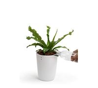 QUALY Oasis Square QL10307-WH-GY - Vaso da fiori rotondo con sistema di auto-irrigazione, colore: Bianco, S