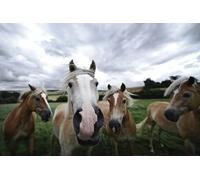 Quattro cavalli - Gioco di puzzle da 300 pezzi per adulti: gioco di puzzle divertente e stimolante (14 anni+)