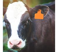 Qudinip 100 Pezzi Marcatori per Etichette Auricolari per L'identificazione del Bestiame, Materiale Durevole e Resistente in PP per Bovini, Suini, Ovini, Verde Arancione, 1,2-3,9 Pollici (Etichetta