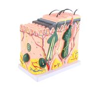 Qudinip 50x Modello di Pelle Umana Ingrandita, Assistenza Didattica di Biologia Anatomia con 25 Etichette del Diagramma per le Forniture Scolastiche di Laboratorio