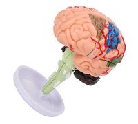 Qudinip Modello Anatomico del Cervello 4D, Struttura Chiara per Ausili All'apprendimento e All'insegnamento, Modello di Simulazione in Vinile per Studenti, 1 unità