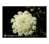 Queen Annes Lace 7,4ml Calf