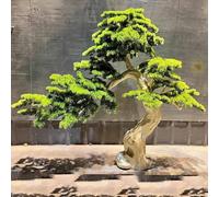 Quepiem Albero Bonsai Artificiale Podocarpus - Piante Artificiali Bonsai Decorazione - Pino Finto di Saluto per la tavola di casa Ufficio Camera da Letto Soggiorno Decorazione(1.8x1.5m)