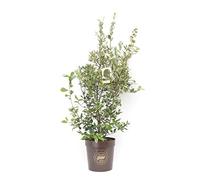 Quercus ilex, Leccio, Cespuglio, Pianta vera in vaso Vannucci Piante, Pianta da terrazzo (cod. 5) (1x)