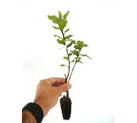 Quercus ilex - - Leccio | Quercia sempreverde
