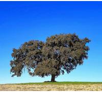 Quercus ilex - - Leccio | Quercia sempreverde