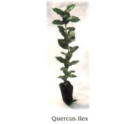 Quercus Ilex-pianta giovane