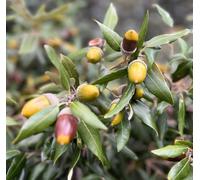 Quercus ilex x fusiformis SEEDS - - SEMI Leccio | Quercia spinosa
