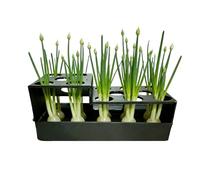Questa fioriera per scalogno bosui indoor Idroponica germinazione e | Set di germogli di cipollo primaverile per la cucina per la raccolta nell'orto e sul bancone di casa