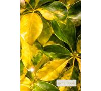 Quiet Field : Golden Leaves: A warm and mindful notebook inspired by light, growth, and gentle renewal