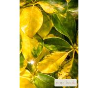 Quiet Field : Golden Leaves: A warm and mindful notebook inspired by light, growth, and gentle renewal