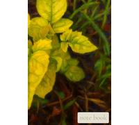 Quiet Field of New Light: A Gentle Notebook for Fresh Beginnings, Reflection, and Growing Hope