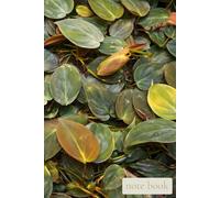 Quiet Field: Soft Green Leaves: A Minimal Notebook for Calm Thoughts, Writing, and Daily Notes