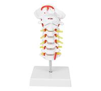 Qukaim Modello della vertebra cervicale della colonna vertebrale dell'arteria, modello anatomico della colonna vertebrale dell'arteria per lo studio in aula di scienza, colonna vertebrale cervicale