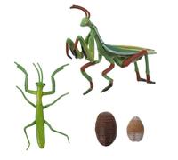 QUMIIRITY Educativo Ciclo Vita Mantide Realistico per Giocattolo Didattico Interattivo per Apprendimento Naturale e Racconti Figurine Crescita Insetto per Prescolare