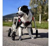 QWAXTRIW Dog Sedia a rotelle 4 Ruote Possono Essere 2 Ruote, Sedia a rotelle a Supporto Completo per Cane, Protezione per Ginocchia per Cani Regolabile per Doppia Gamba Posteriore (Blu x)