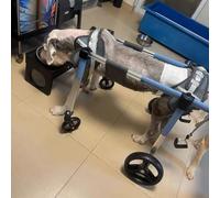 QWAXTRIW Sedia a rotelle per Cani a Supporto Completo 4/2 Ruote, Carrello per Mobilità dei Cani Regolabili, Carrello per Le Gambe degli Animali Domestici lesioni con Ruote Posteriori