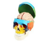 QWORK® 1:1 grandezza naturale Modello cranio anatomico in 3 parti e Modello cervello in 8 parti con numeri