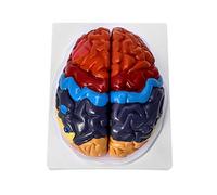 QWORK Cervello Umano Modello Anatomico 4 Parti, Strumenti di Insegnamento Medico