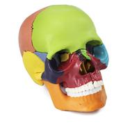 QWORK® Mini Modello Anatomico di Cranio Colorato in 15 Parti, Modello Didattico del Cranio Umano per Studio di Anatomia e Biologia