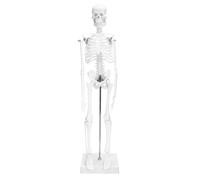 QWORK® Mini Modello Anatomico Scheletro Umano, 45 cm, Flessibile, Per Strumento di Visualizzazione dell'Insegnamento Medico