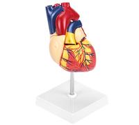 QWORK® Modello anatomico cuore umano a grandezza naturale, 2 parti con 34 segni anatomici e base, per aula di scienze, studio anatomico e formazione