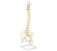 QWORK® Modello anatomico della colonna vertebrale con bacino e femori, PVC, supporto in metallo, scala 1:1, 88 cm, per didattica e dimostrazione