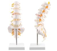 QWORK® Modello anatomico della colonna vertebrale con osso sacro aperto - 1:1 grandezza naturale