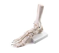 QWORK® Modello anatomico scheletro del piede, modello articolazione caviglia e piede a grandezza naturale con base, per studio anatomico, formazione e disegno