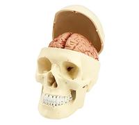 QWORK® Modello cranio anatomico in 3 parti - Modello cervello in 8 parti con numeri - 1:1 grandezza naturale