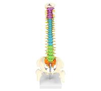 QWORK® Modello della colonna vertebrale con bacino e cosce, Modello anatomico colorato per insegnanti di medicina e medici - 45 cm