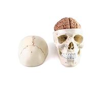 QWORK Modello di anatomia del cranio umano e del cervello, 11 parti, dimensione della vita, numerata, anatomicamente preciso, per l'apprendimento della scienza medica