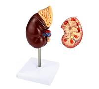 QWORK Modello renale a grandezza naturale, diviso in 2 parti che mostrano la struttura interna una replica di anatomia umana normale del rene per lo strumento educativo dell'ufficio dei medici