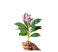 QWWQYDY Edera Finta Piante di azalee artificiali da 21-40 cm, finto albero della gomma, foglie palma tropicali, ficus con fiori, piante verdi plastica for la casa(21cm Pink)