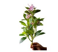QWWQYDY Edera Finta Piante di azalee artificiali da 21-40 cm, finto albero della gomma, foglie palma tropicali, ficus con fiori, piante verdi plastica for la casa(40cm Pink)